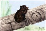 (image for) Bear Cub
